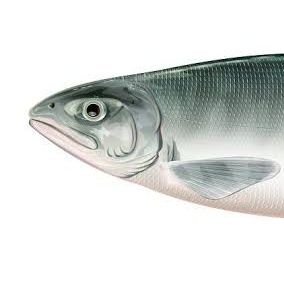 salmon_wsps's profile picture. スポ科