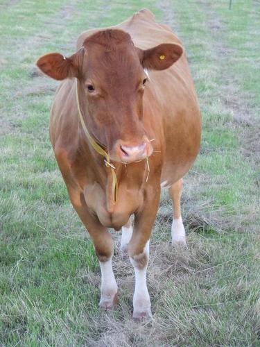 Dairy farm on Garway common, producers of delicious award winning Ice Cream using milk and cream from our gorgeous Guernsey cows.