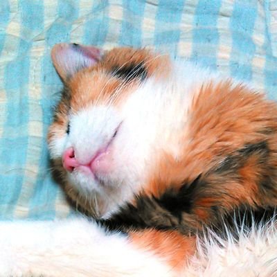 ドゲドゥ　脱C＋さんのプロフィール画像