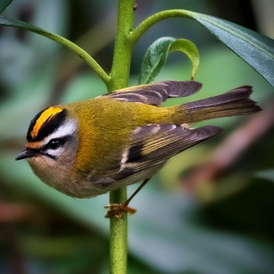 FirecrestNature's profile picture. British Wildlife Photographer, travelling to all corners of the UK to capture images of the natural world. Offering high quality prints and wall art.