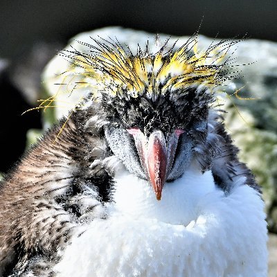 Falkland Islander..a happy snapper. Love the Islands flora and fauna...amateur bird watcher, learning as I trundle along..