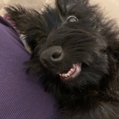 I’m Archie a 13 year old Scottie. Currently training Bertie the Scottie and Daisie the Westie, with the help of a rescue Westie Cassie & Ruby the rescue cat.