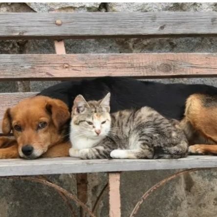 Informático, músico de la ESMJAL. Si ayudas a un ser desvalido te lloverán bendiciones, pero sobre todo aliviarás el padecer de una criatura que sufre 🙂🐈🐕