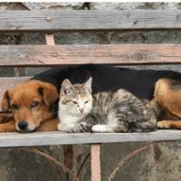 Peludos amigos (alterno 🐈🐕🙂👍🐦🦜🏡🏜️🌄 12)(@freekees1) 's Twitter Profile Photo