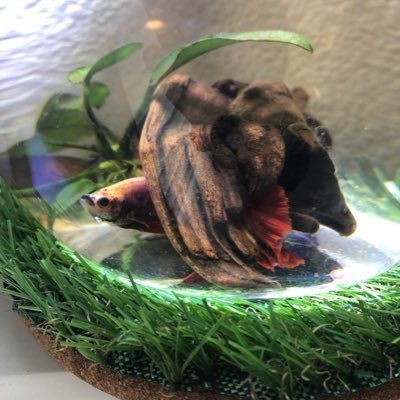 vQ150Yzo2BUCuc2's profile picture. アクアリウムと飼い猫のツイートをしていくと思います! 無言フォロー失礼致しますm(_ _)m