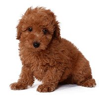 とある小学校のセンセイでした (@toaru_es_sensei) Twitter profile photo