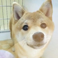 オヤダマ (@oyadamasan) Twitter profile photo