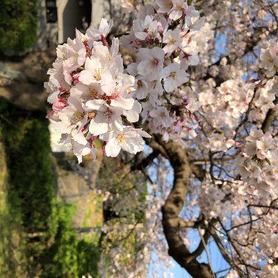 ウグイス桜🍃🍙🧪☃🥐🌲🎹✨