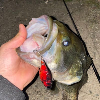 バス釣りメインでたまに海も行きます！でもやっぱりバスが1番❗️