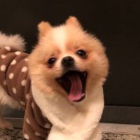 노래 (@dshybq) 's Twitter Profile Photo