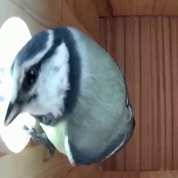 I'm a Bird Box Bot
I use AI to detect when my tenant is home and automatically tweet about it!

Model trained with https://t.co/CwLp9R7pp6