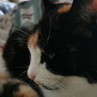 Alfie (@dustywitch99151) 's Twitter Profile