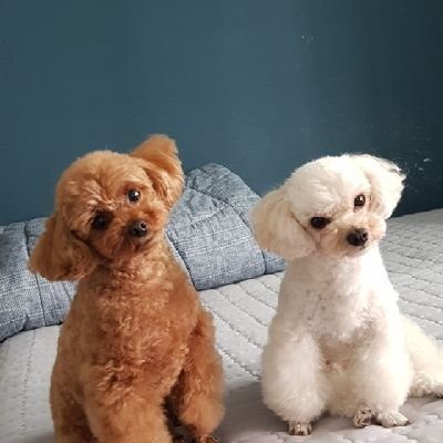 I love pets.I live with two poodles.I want to do good for pets, so I will make make NFT characters continuously.A portion of the proceeds will be used for pets.