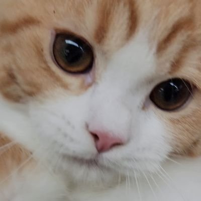 スコティッシュフォールドの男の子
やんちゃでビビりな猫です。
YouTubeやってます。
https://t.co/goiiE81jCi