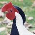 Bukster Bird (@bukster1965) Twitter profile photo Bukster Bird (@bukster1965) Twitter profile photo
