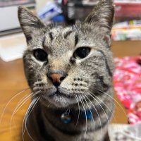 クリキントン (@icemonkdrw272ae) 's Twitter Profile Photo