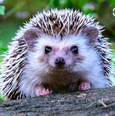 SmallBoyPotato's profile picture. Im a hedgehog you are not
