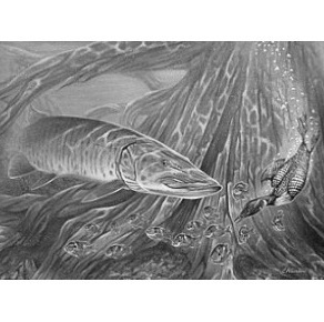 The MuskyFish’nJournal is here to keep us Musky hunters in the loop to what new in Mushy fishing. Thanks and enjoy!