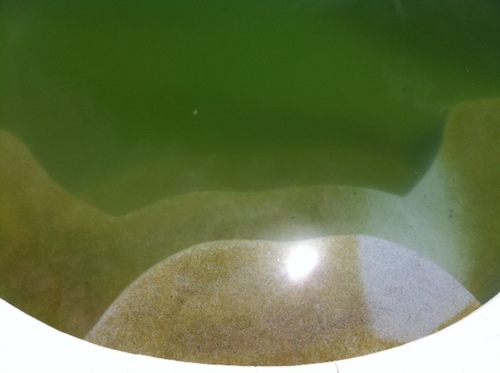 P00LMaintenance's profile picture. Want to avoid a green pool? Follow some of my Easy steps! 
Tweet me for advise on how to keep your pool blue.