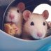 Nahla and Aeviin 🧡 (@ScaredyRats) Twitter profile photo