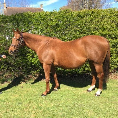 hopperjan's profile picture. Racehorse owner/breeder, teacher and countryside lover. Dogs, chickens, horses etc