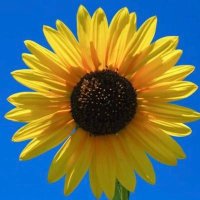 MilTropMedDoc (@miltropmeddoc) 's Twitter Profile