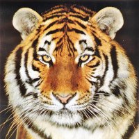 Alphonse BLANQUER (@alphonseblanqu1) 's Twitter Profile