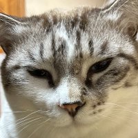 nora_anchan (@anchannora) 's Twitter Profile