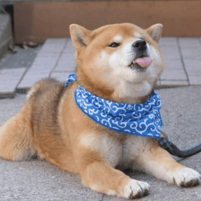 Netflix_Poptart's profile picture. 