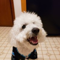 Cookie The Bichon(@SonOfABichon) 's Twitter Profile Photo