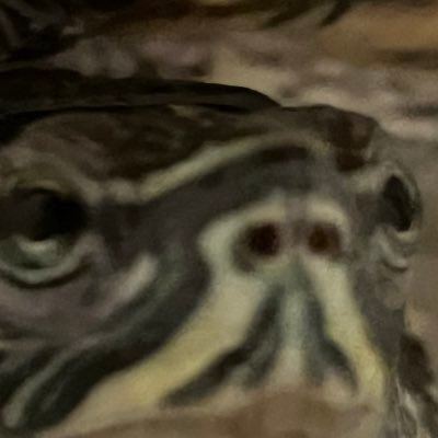 Ratさんのプロフィール画像