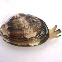 あさり (@asaridashi) Twitter profile photo