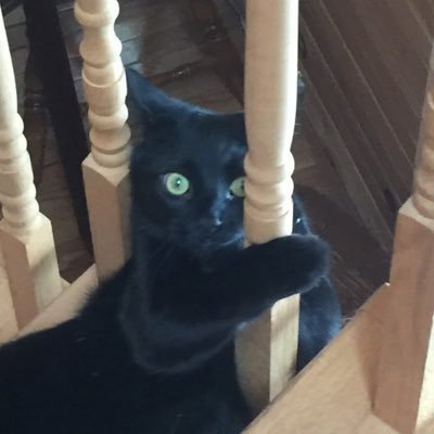 Sassafrasさんのプロフィール画像