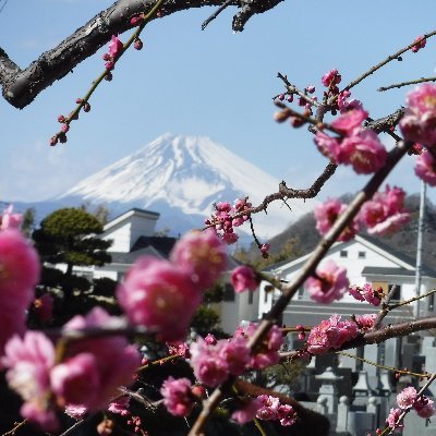 Sakakibara kaori