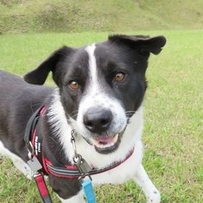 千葉県動物愛護推進員です。木更津市を中心に地域猫活動をしております。地域猫活動に興味のある方や野良猫でお困りな方はご相談下さい。
※保護依頼はお受けしてません