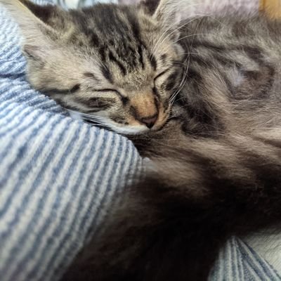 QNeWdxle3j03cu4's profile picture. ものすごく猫が好きすぎて、鬱でも猫様のお世話が全然苦にならない自分です😺よろしくです♥️エロ垢と変なDMは興味ないのでお断りっす💢