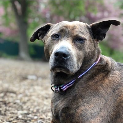 Neveragain181's profile picture. Love America 🇺🇸 . Love Israel. 🇮🇱 Love animals and do rescue 🐱🐶 a lifetime of devotion as a nurse, mom, and grandma. let freedom ring ♥️