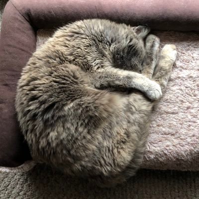 Snoozjunkie is my name; doomscrolling is my game. Now herding cat #5. https://t.co/s63d894Va8