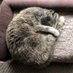 🇺🇸 That’s childFREE cat lady 🐈, TYVM! 🦅 (@snoozjunkie) Twitter profile photo 🇺🇸 That’s childFREE cat lady 🐈, TYVM! 🦅 (@snoozjunkie) Twitter profile photo