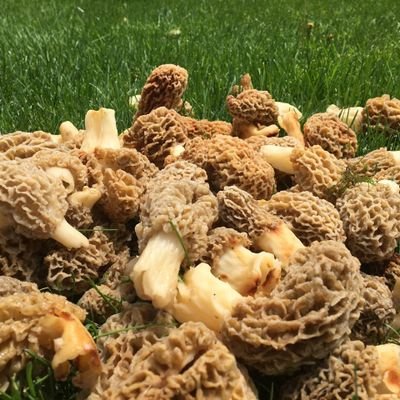 hashtagshroomer's profile picture. I like mushrooms and sometimes I guest host hashtag games. Amateur mycologist. #ChiefsKingdom strong #LGBT and #BLM ally. #HotDogSandwhich Expect typos.