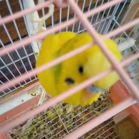 びーだま (@1plgprknn0et6m7) 's Twitter Profile