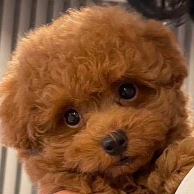 Sora ソラ トイプードル レッド toypoodle 2021.5.8生まれ 男の子です。犬好きの方と繋がりたい犬バカです。 無言フォロー失礼します。