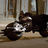 caledezma74's profile image