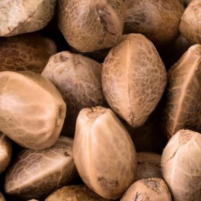 SeedsHumboldt's profile picture. #Humboldt #Heirloom #Seeds