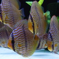 BBさん (@madtoyshop) Twitter profile photo