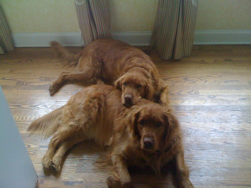 DogFoodDoctrine's profile picture. Avid dog lover, author and investigative pet health researcher.