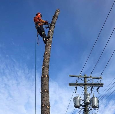 Certified arborist, rigging specialist, and contractor. #GBPro Arborist Services / Gatien Barton Projects #Winnipeg