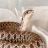 oshiharu_'s profile picture. セイブシシバナヘビ🐍(アザン/ラベンダー/アルビノ/スノー/アルビノスーパーコンダ/スーパーアーク/アークタフィー/モヒート )ボールパイソン🐍(バンブー パラドックス )ジョニースナボア🐍 初心者🔰 シシバナ後頭部愛好家 画像欄シシバナばかり 極まれに絵✍️