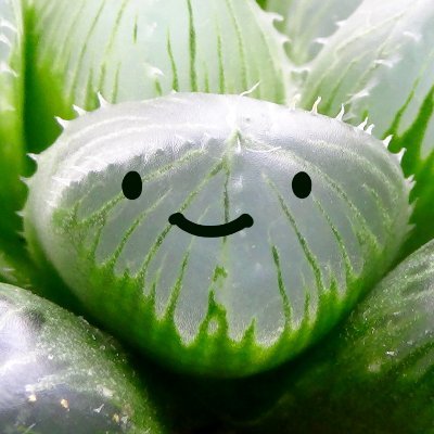 Haworthia22's profile picture. 2020年12月よりオブツーサにハマりました。窓辺でハオルチア育てています。