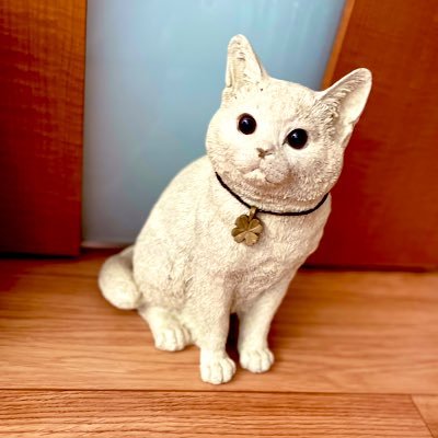 元野良猫兄弟🐈おもち（白黒）とつくね（茶トラ）保護主さん家を経て我が家へ❣️ まだまだあそび盛りの1歳